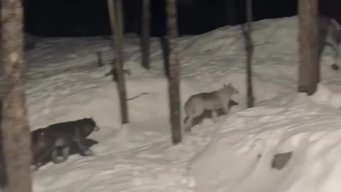 😱🤣 Howling Like a Wolf! | FunFM