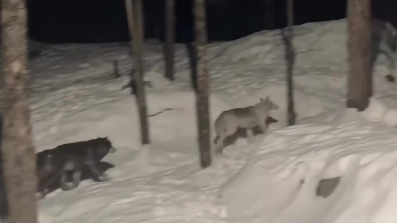 😱🤣 Howling Like a Wolf! | FunFM
