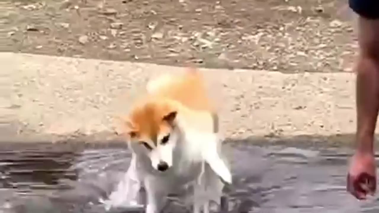 Funny Animal Video