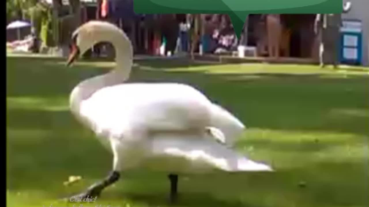 cigno in passeggiata