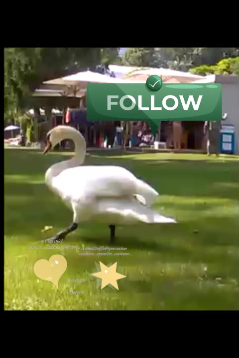 cigno in passeggiata