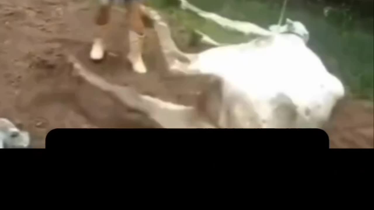 Comedy funny video 🤣🤣