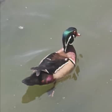 Wood duck and turtles