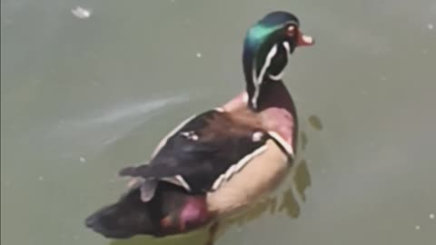 Wood duck and turtles