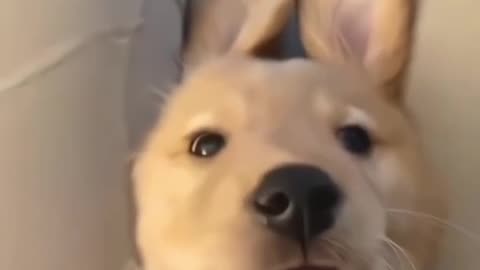 cute silly little dog.