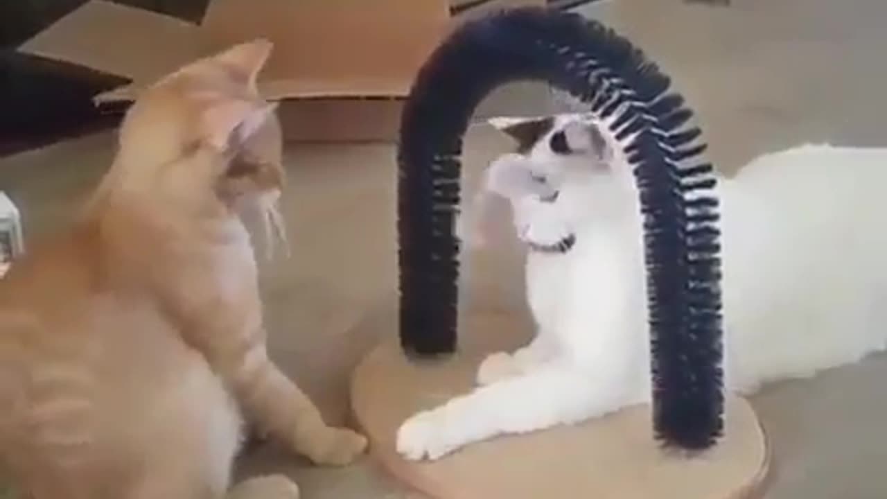 Fun Animals