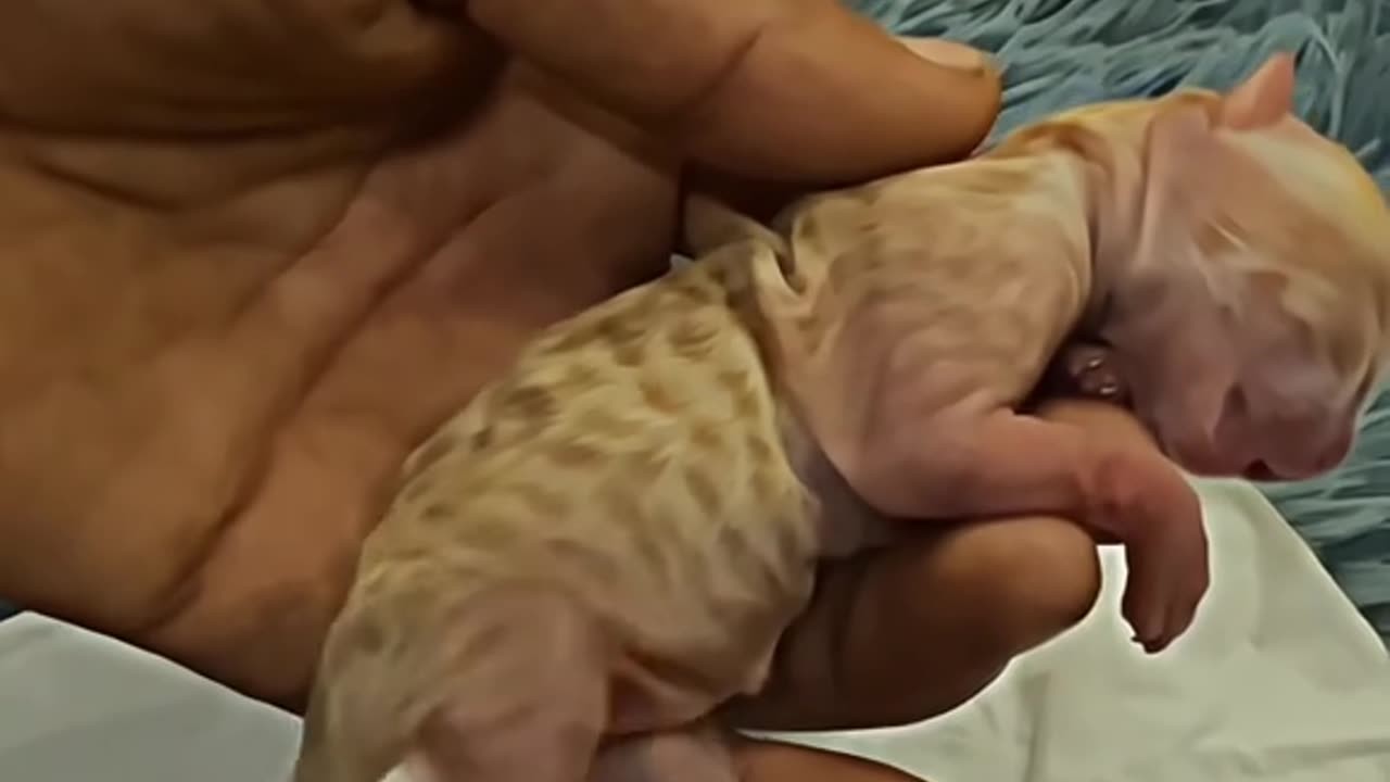 He was almost lifeless, but this person saved him...