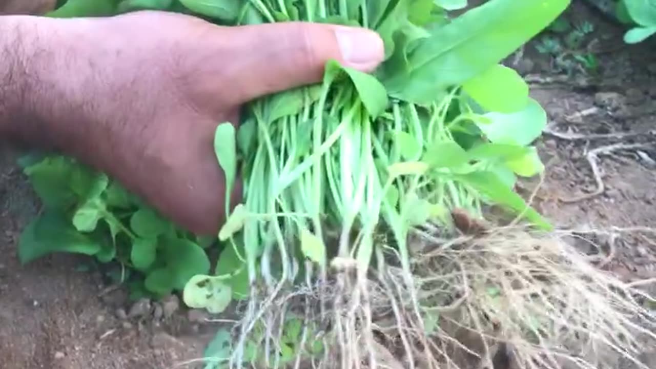 Arugula cultivation