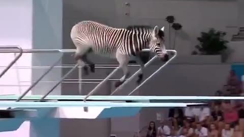 Great Divers