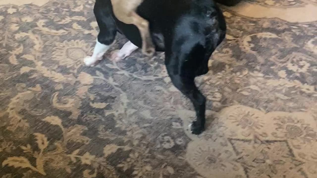 Boston Terrier Rides the Other in a Game of Keep Away