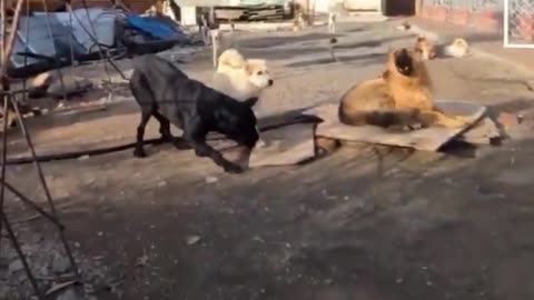 King Charles es el perro que calma a sus compañeros sin ladrar