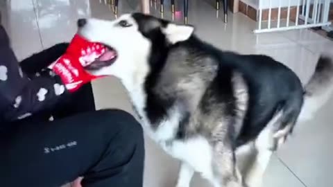 Full Dog's comedy Videos 🤣 so cute videos 😍 funny videos 🤣 Live Camera HD 💕