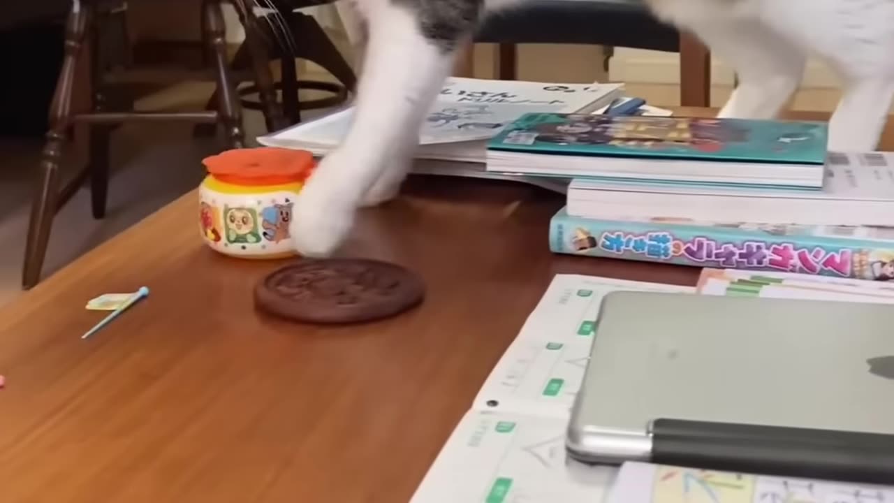 Funny animals