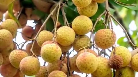 Four great benefits of eating longan