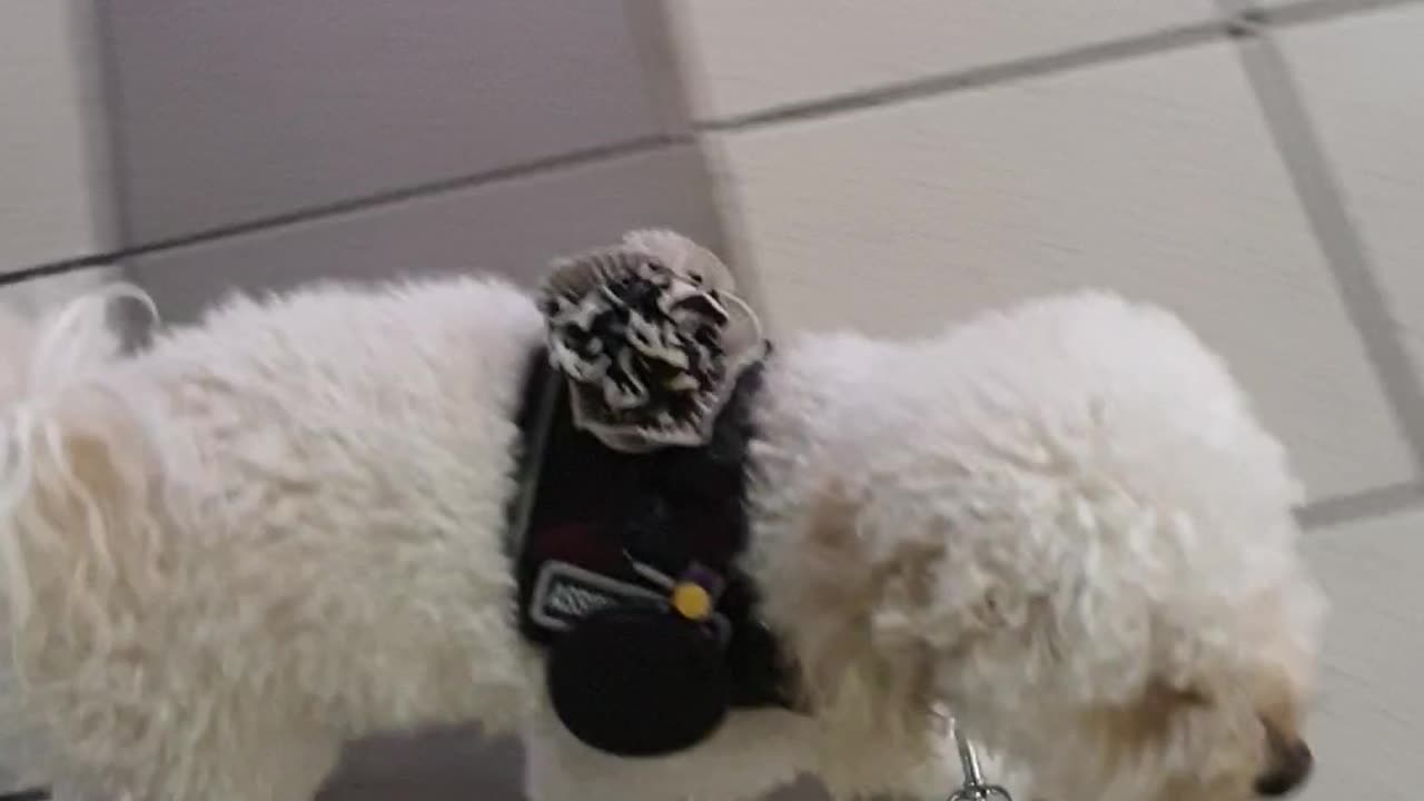 Passing Myki Barrier, Assistance Dog relaxed and under control