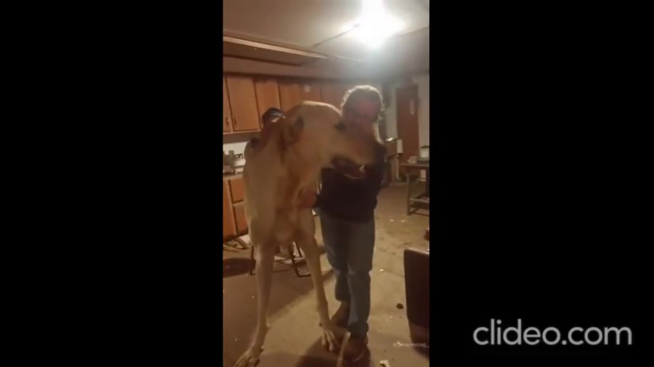 Titan, the World's Largest Dog