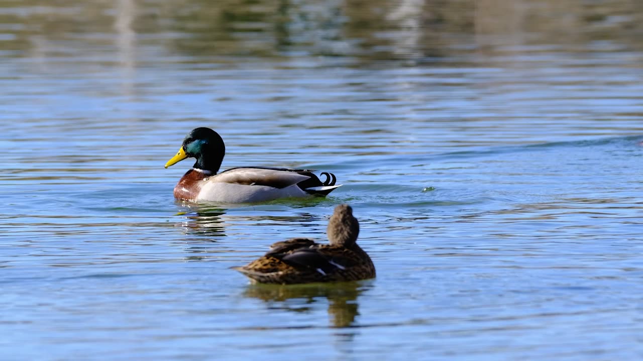 Ducks Swimming Gracefully on a Tranquil Lake