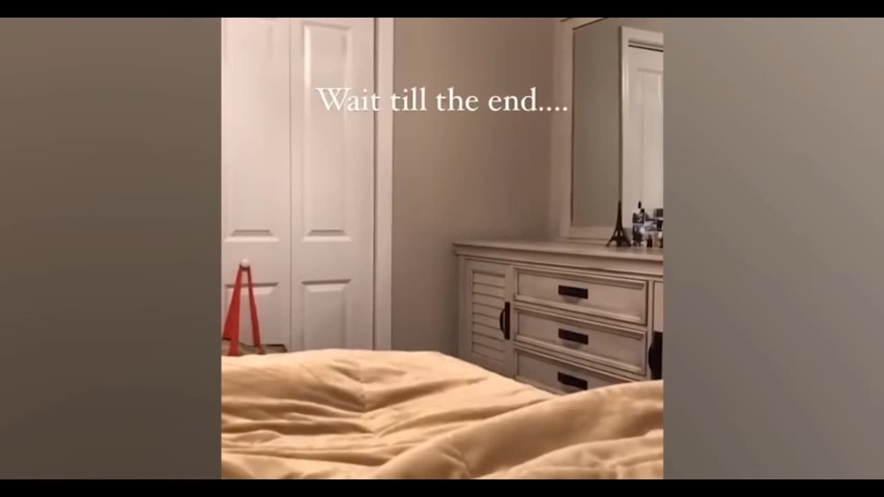 Compilation New Funniest Naughty Cat Videos