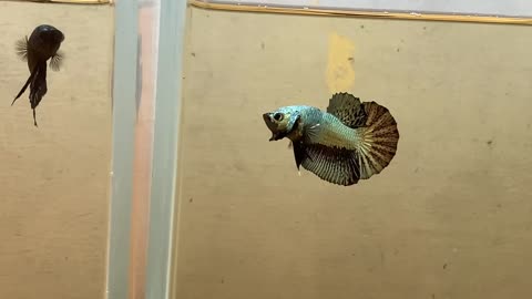 My version of Copper Betta fish