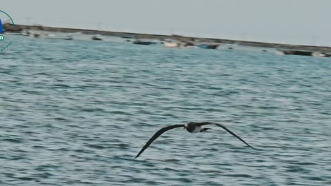 Beauty and nature of the Red Sea _ Sudan