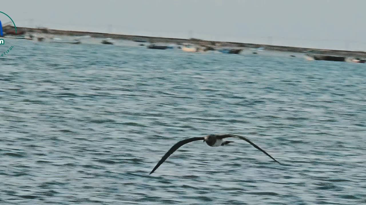 Beauty and nature of the Red Sea _ Sudan