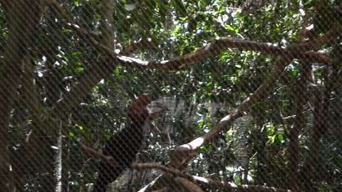 Hornbill vocalizing