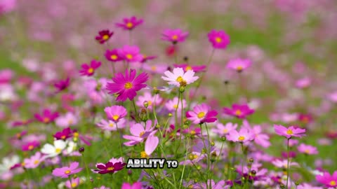 Cosmos Flower: Nature’s Elegant Delight