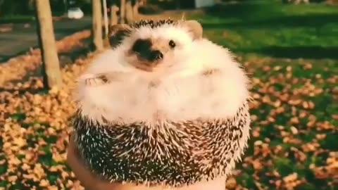 funny animals