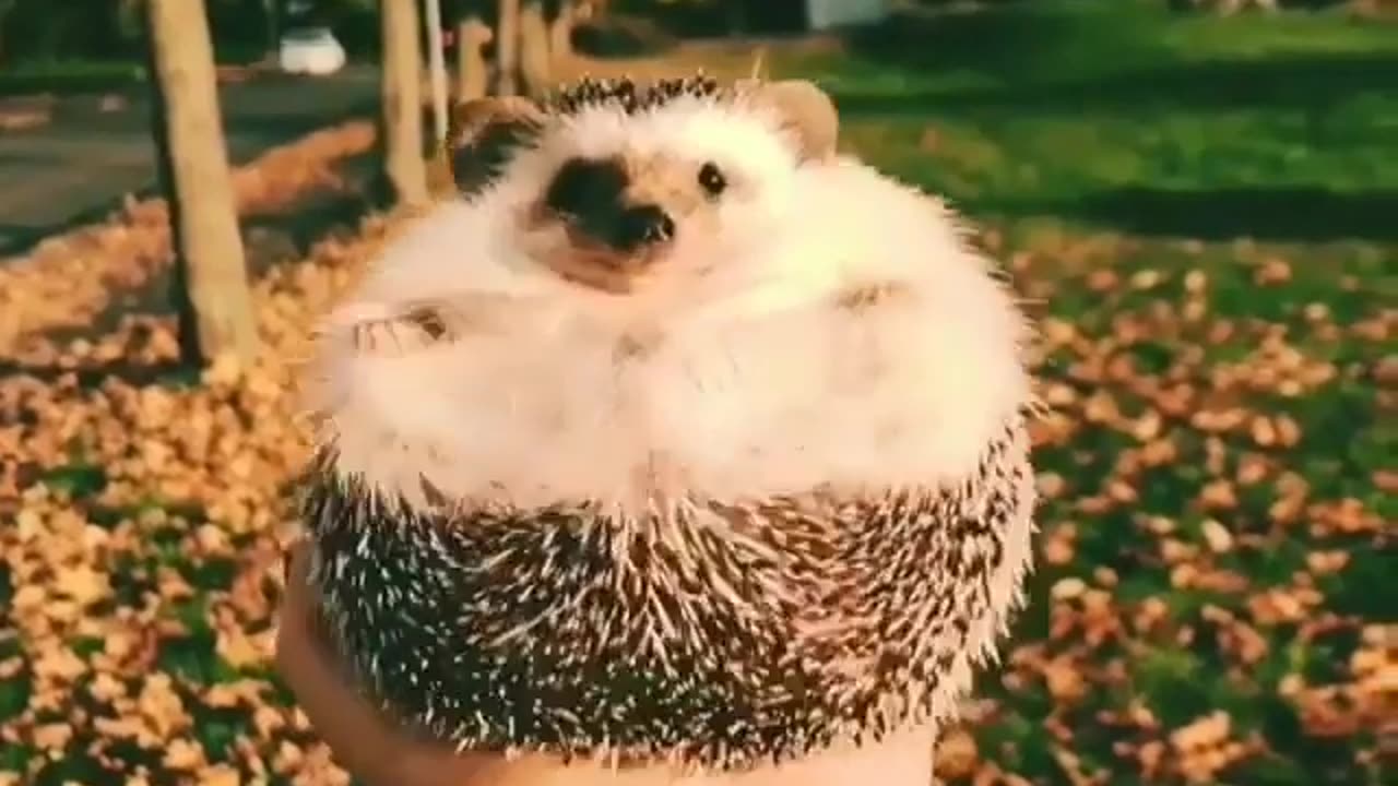 funny animals