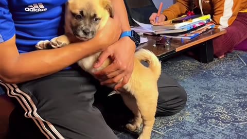 Dog's Comedy Videos 🤣 so cute videos 😍 funny videos 🤣 Live Camera HD 🤩