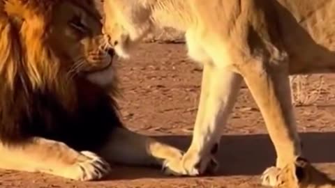 Dad lion gets scolded. 🦁😭