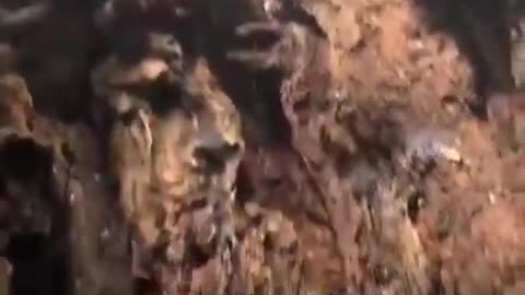 🏴󠁧󠁢󠁥󠁮󠁧󠁿 THE MAJESTY OAK, FREDVILLE PARK, IN NONINGTON, KENT, ENGLAND