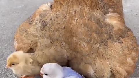 LET ME HELP 😘YOU FEED THE BABIES