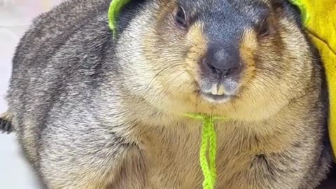 Adorable & Funny Marmots Caught on Camera | Must-See Wildlife Moments