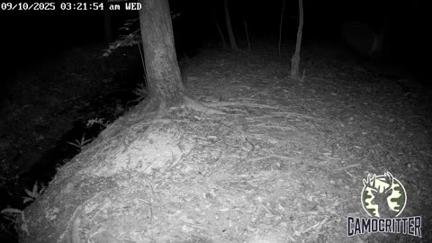 CamoCritter Critter Cam Live Stream