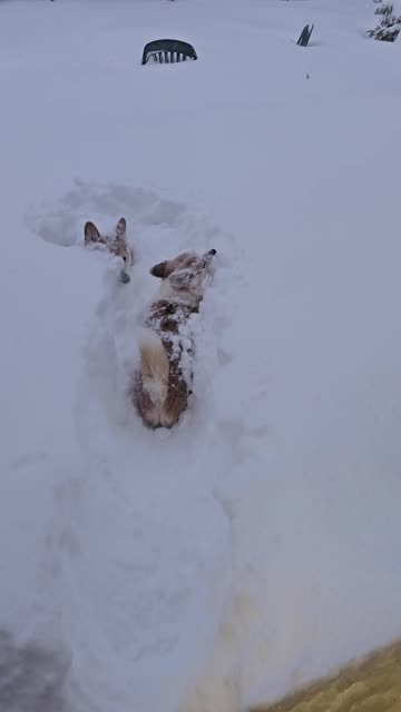 Corgis Disappear in Fluffy Snow