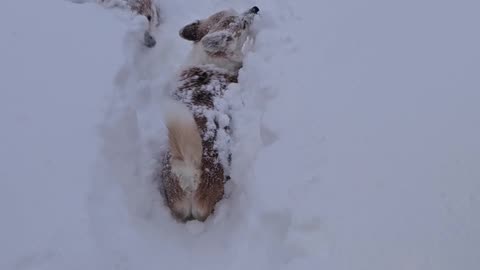 Corgis Disappear in Fluffy Snow