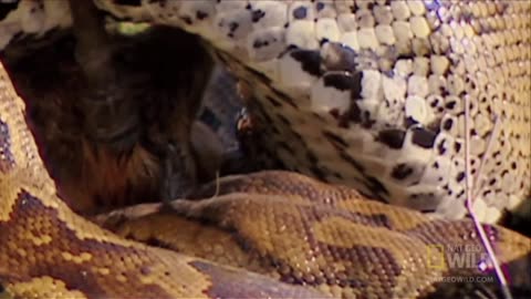 Python Eats Antelope