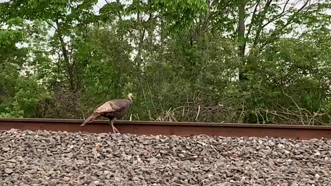 Turkey takes to the NS Train tracks