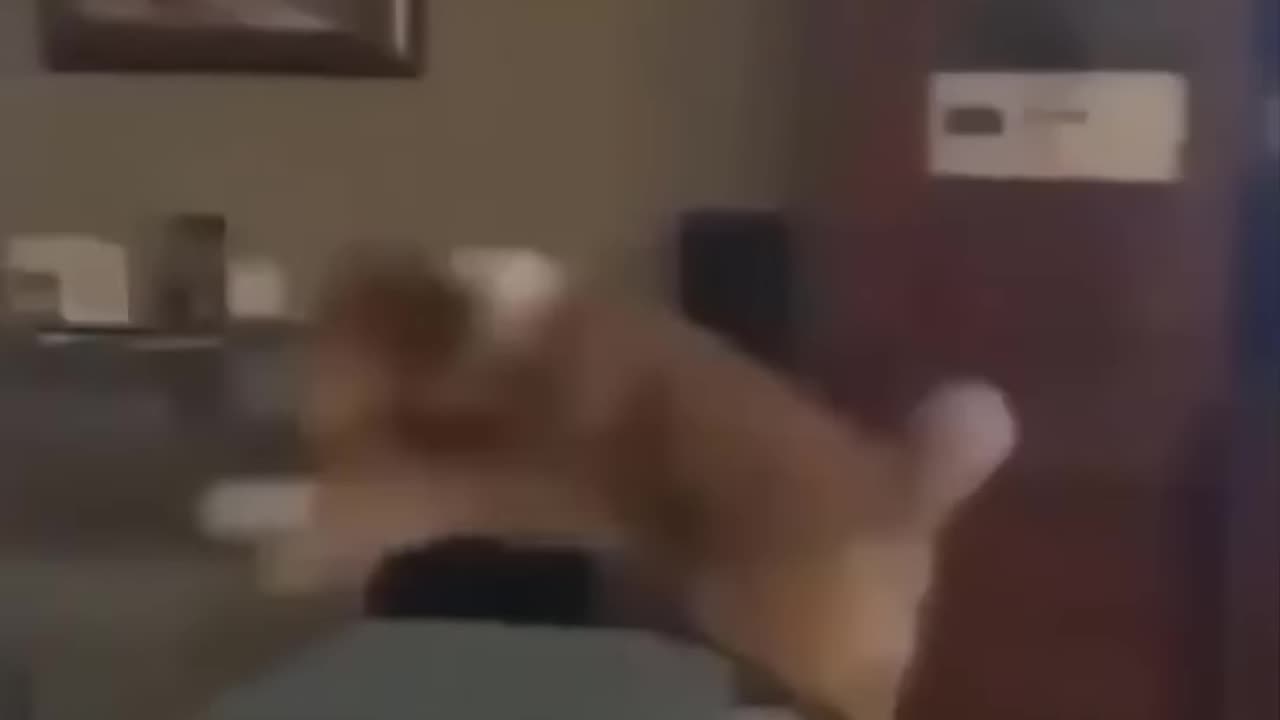 Funniest Animals 🐧 10