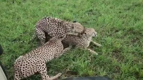 Cheetahs Mating & Fight