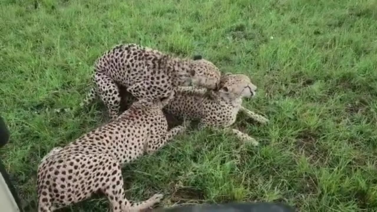 Cheetahs Mating & Fight