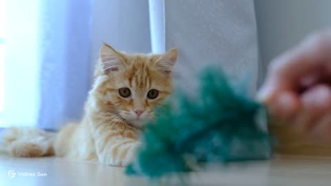 Curious Kitten Adventures