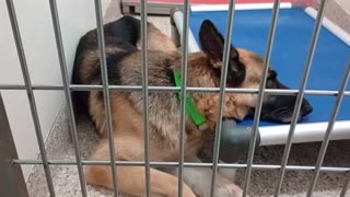 Nala-by front fence 7y A645856 Bella-in back half 4y A873759 kennel 176 PACC shelter202591252