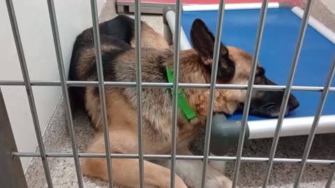 Nala-by front fence 7y A645856 Bella-in back half 4y A873759 kennel 176 PACC shelter202591252