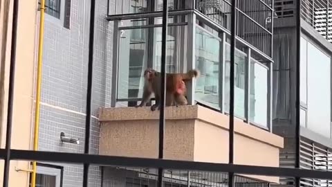 😮🧗‍♂️ Monkey Amazes High-Rise Residents With Incredible Climbing Skills! | FeedMyCuriosity