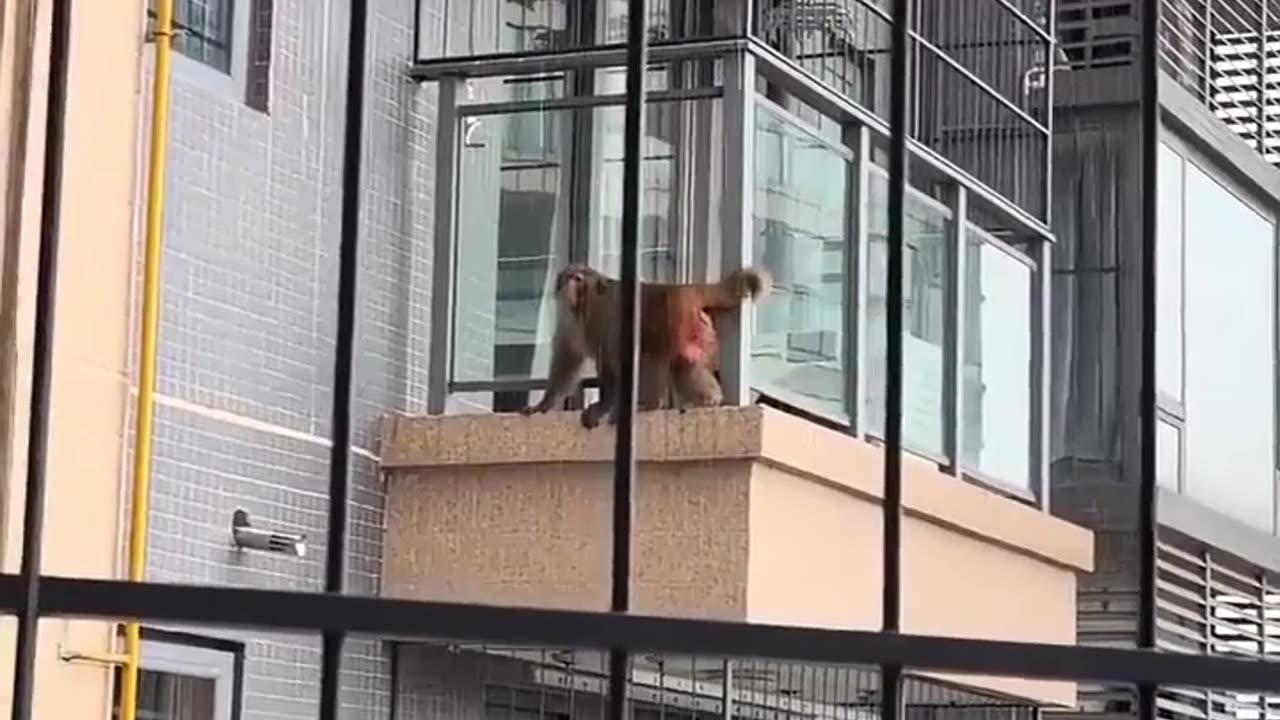 😮🧗♂️ Monkey Amazes High-Rise Residents With Incredible Climbing Skills! | FeedMyCuriosity