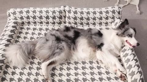 Does Your Big Dog Need Better Joint Support? This Orthopedic Bed Is a Game Changer!