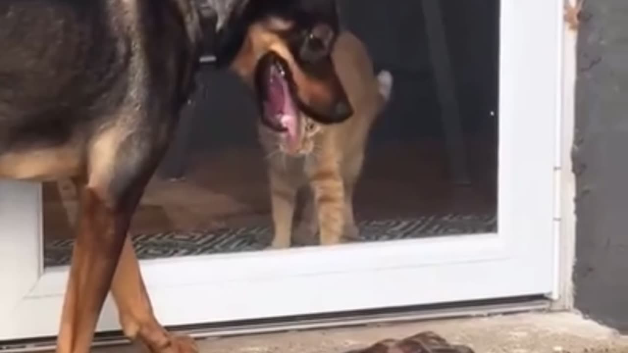 Cat's Hilarious Encounter with Tortoise
