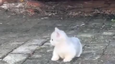 Funny cat video 2025